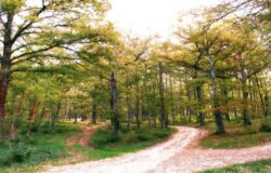 bosco mazzocca riccia