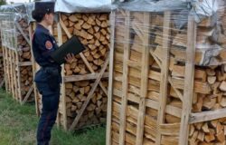taglio-abusivo-bosco-legna-furto-denunciato