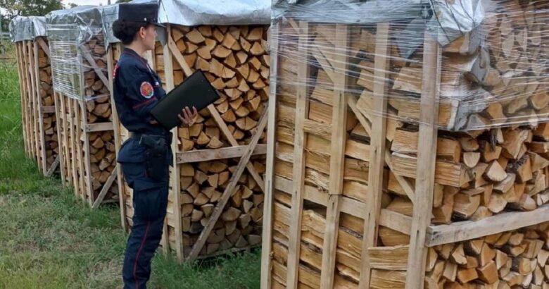 CRONACA - Taglia abusivamente un bosco per vendere legna da ardere:  denunciato per furto