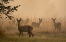 Molise, Piano Faunistico Venatorio, Consiglio regionale, proroga