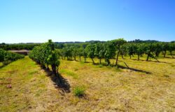 Qualità, vino molisano, Coldiretti Molise, attacchi fitopatogeni