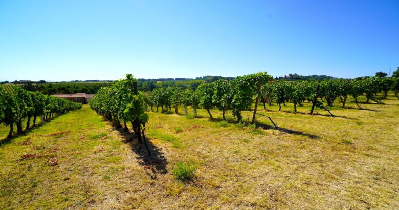 Qualità, vino molisano, Coldiretti Molise, attacchi fitopatogeni