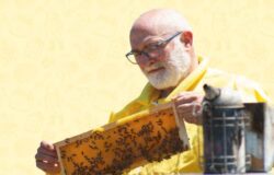 Apicoltura, medaglio d'oro, miele molisano, Nazario Fania