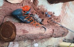 Campobasso, tronchi, sequoia, opere scultoree