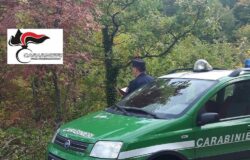 CARABINIERI, FORESTALI, Raccolta di tartufi, multa, cavatori, società acquirente
