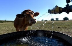 Emergenza idrica, Coldiretti Molise, Razionamento, interruzione, flusso idrico, crisi, aziende zootecniche