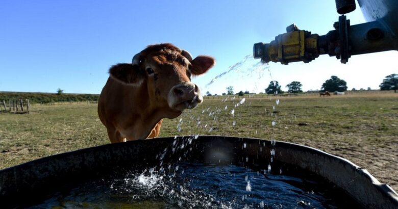 Emergenza idrica, Coldiretti Molise, Razionamento, interruzione, flusso idrico, crisi, aziende zootecniche