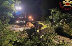 Maltempo, albero secolare, crolla, carreggiata