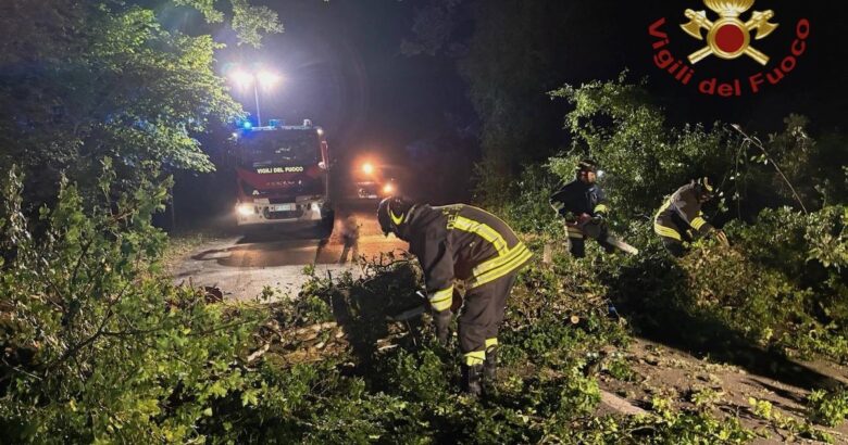 Maltempo, albero secolare, crolla, carreggiata