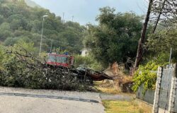 Pozzilli, pino, crolla, strada, tragedia sfiorata