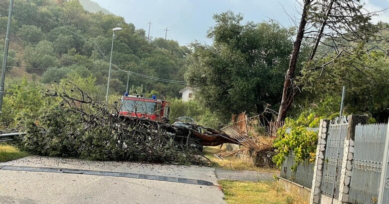 Pozzilli, pino, crolla, strada, tragedia sfiorata