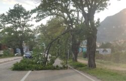 Venafro, maltempo, ramo, albero, strada