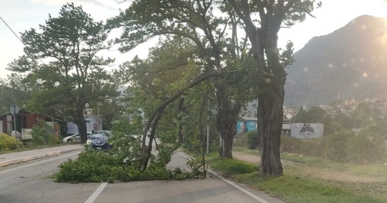Venafro, maltempo, ramo, albero, strada