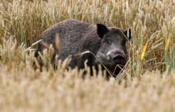 Emergenza cinghiali, Coldiretti Molise, danni, piano straordinario