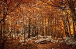 Foliage, Molise, Campitello Matese