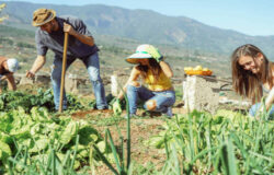 Giovani, imprenditori agricoli, domanda, acquisto, terreni agricoli