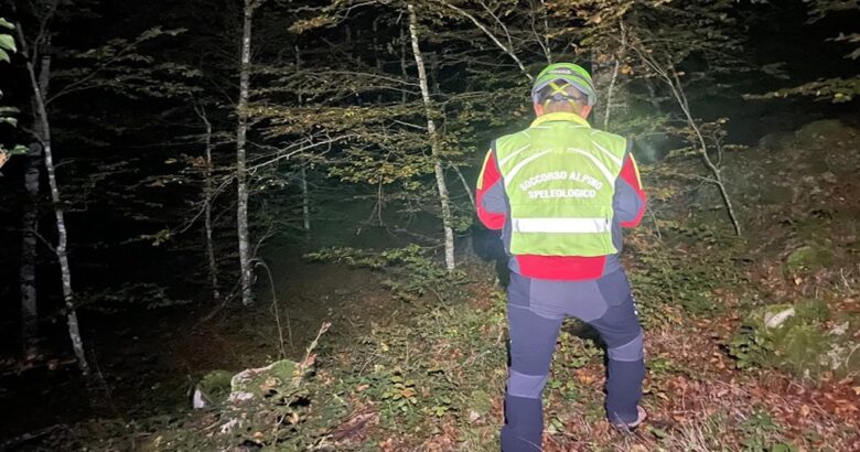 funghi, disperso, boschi