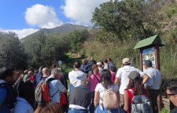 parco dell'olivo, camminata tra gli olivi, emilio pesino