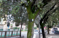 tree talker, UniMol, stato di salute, alberi, Campobasso