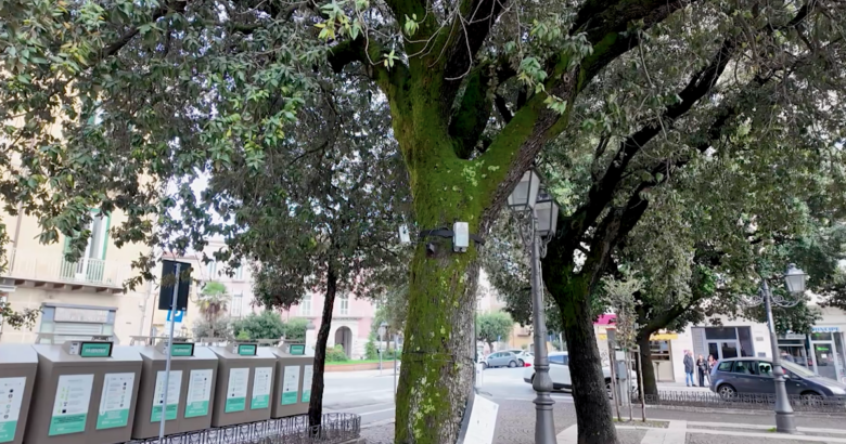 tree talker, UniMol, stato di salute, alberi, Campobasso