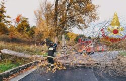Vento forte, pioggia, Campobasso, rami, alberi, traffico