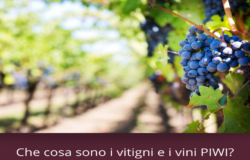 Vitigni PIWI