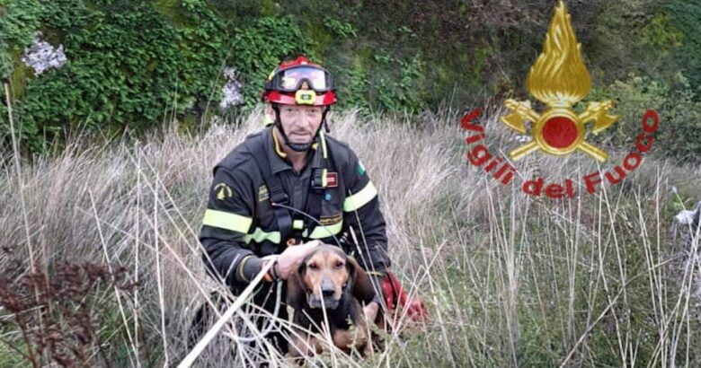 cane, dirupo, vigili del fuoco
