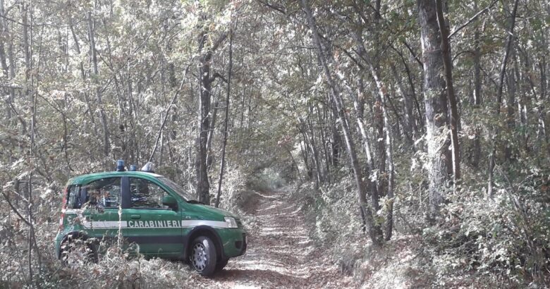 Abusi edilizi, danneggiamento, muretti a secco, bosco, denuncia