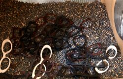 Oliva Occhiale Sartoriale, Venafro, Molise, MIDO