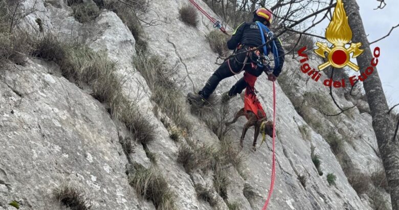 bloccato, parete, montagne, cane, Vigili del fuoco