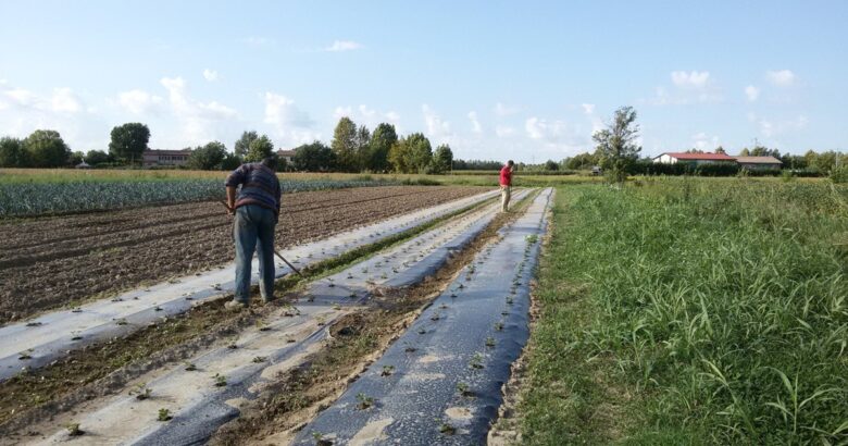 Agricoltura sociale, Molise, legge regionale