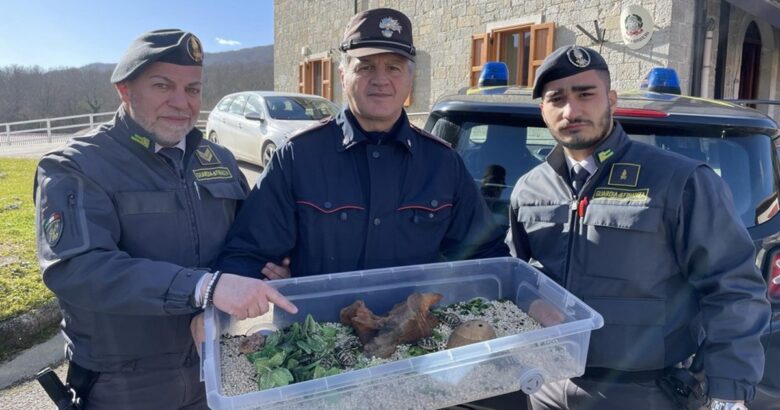 Contrabbando, tartarughe, droga, Finanza, Sesto Campano