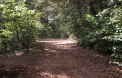 “Quello che le foreste dicono”, Bosco Fantine, camminata fotografica, Giornata Internazionale delle Foreste