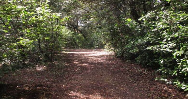 “Quello che le foreste dicono”, Bosco Fantine, camminata fotografica, Giornata Internazionale delle Foreste
