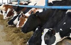 Tubercolosi bovina, Coldiretti Molise