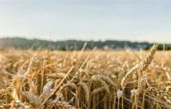 Cereali, Coldiretti Molise, grano estero