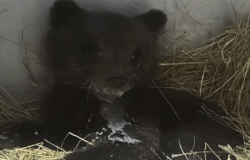 Pizzone II, orsetta, Pnalm, Liberata