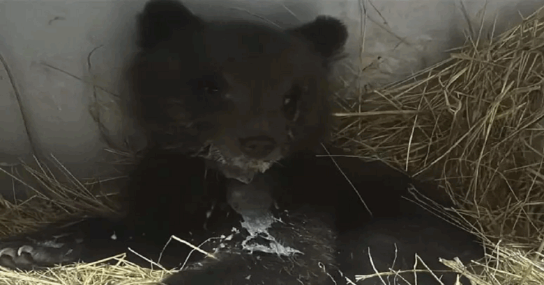 Pizzone II, orsetta, Pnalm, Liberata