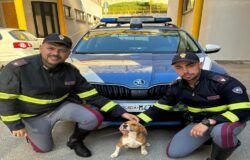 Polizia, cagnolino, Fondovalle del Biferno