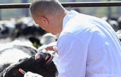 Tubercolosi bovina, Montenero Val Cocchiara, Pizzone, animali infetti