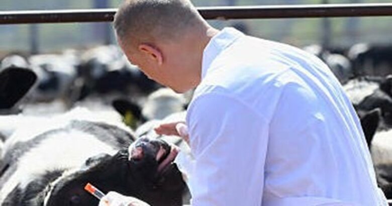 Tubercolosi bovina, Montenero Val Cocchiara, Pizzone, animali infetti