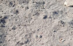 Rubate, uova, fratino, Campomarino