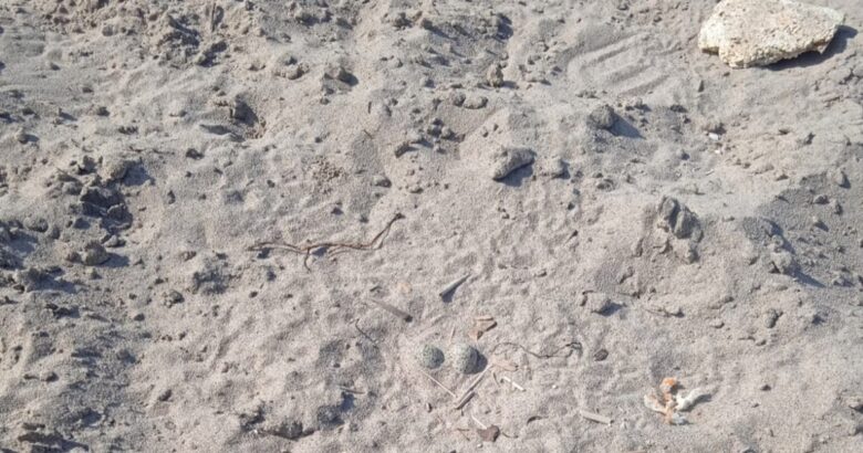 Rubate, uova, fratino, Campomarino