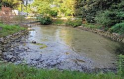 Termoli, tartarughe, aliene