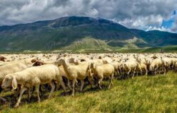 Unimol, progetto, T.R.A.M.E., transumanza