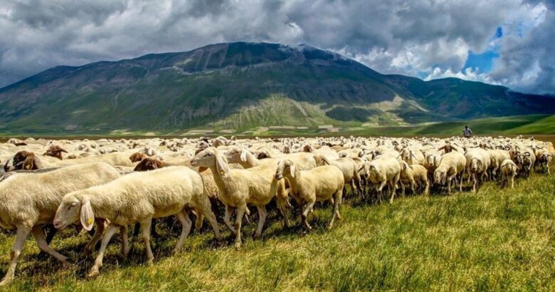 Unimol, progetto, T.R.A.M.E., transumanza