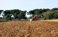 Agricoltura, Molise, giovani, bandi