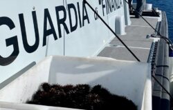 Blitz, Guardia di Finanza, pescatore, ricci,