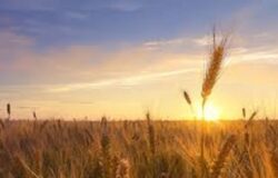ColtivaItalia, agricoltura, Ministro Lollobrigida, Regione Molise