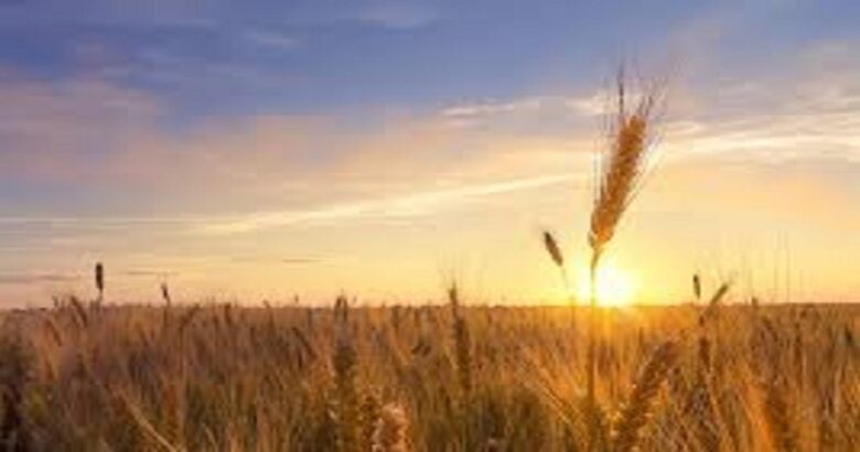 ColtivaItalia, agricoltura, Ministro Lollobrigida, Regione Molise